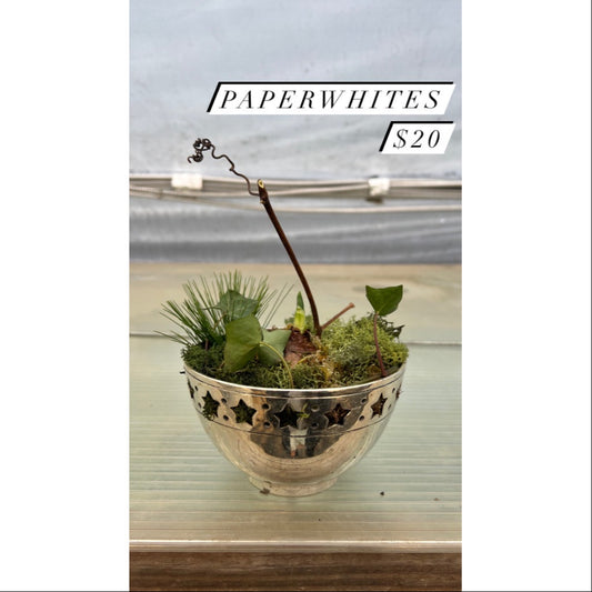 Paperwhites