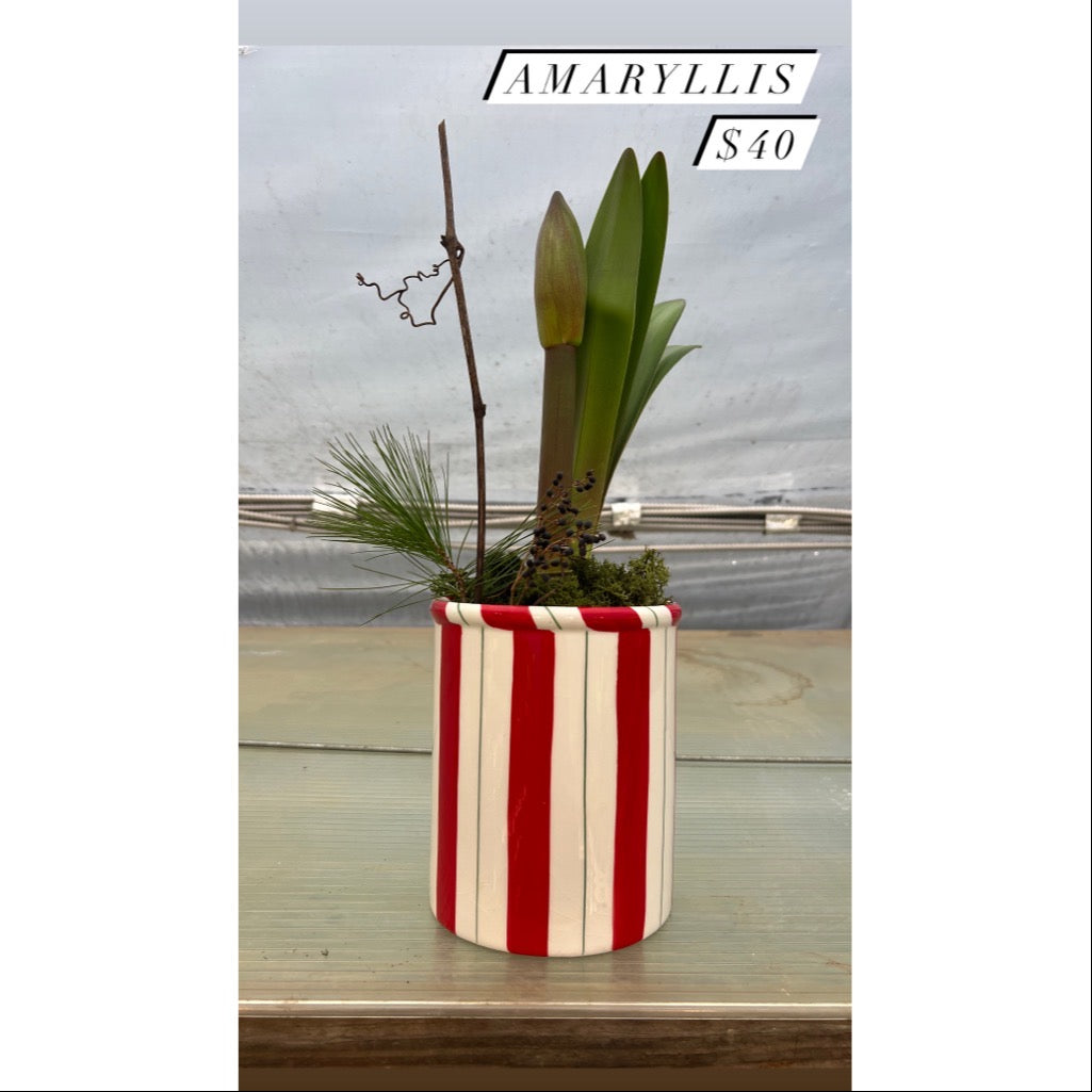 Red Amaryllis