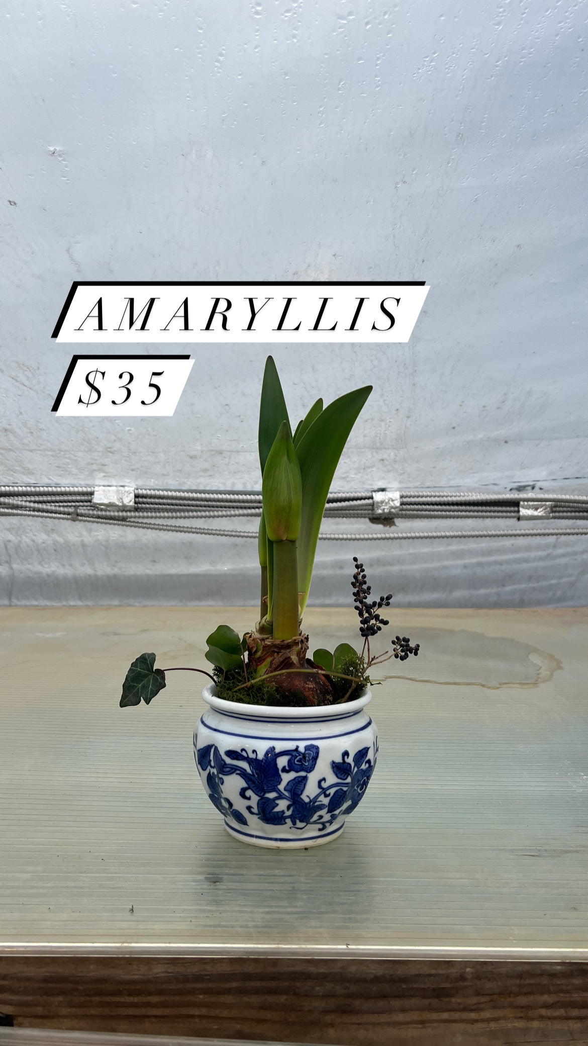 Red Amaryllis