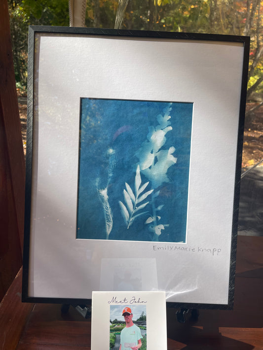 Framed Herb Sunprints